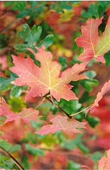 1333326211_baf63c5b25_m