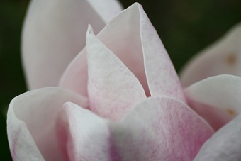 March Magnolia Bloom